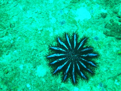 Day 15 Similan Islands